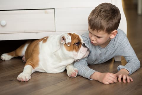 memphis vet best dog breeds kids english bulldog